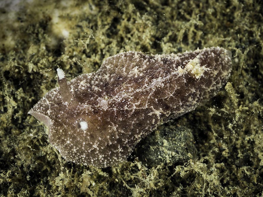 Avaldesia tamatoa